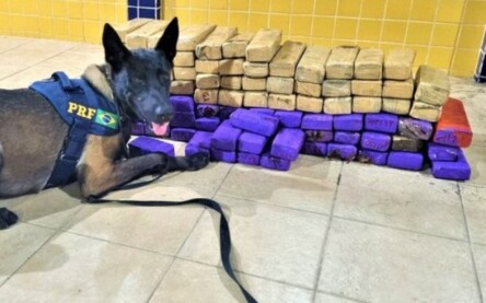 Maconha apreendida em ônibus em Feira de Santana