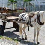 Carroças: veículos que fazem parte da história da cidade princesa