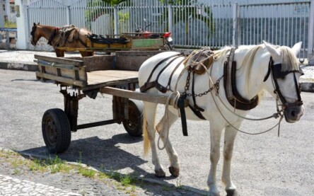 Carroças: veículos que fazem parte da história da cidade princesa