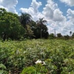 Agricultura de Feira de Santana