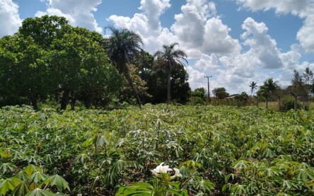 Agricultura de Feira de Santana
