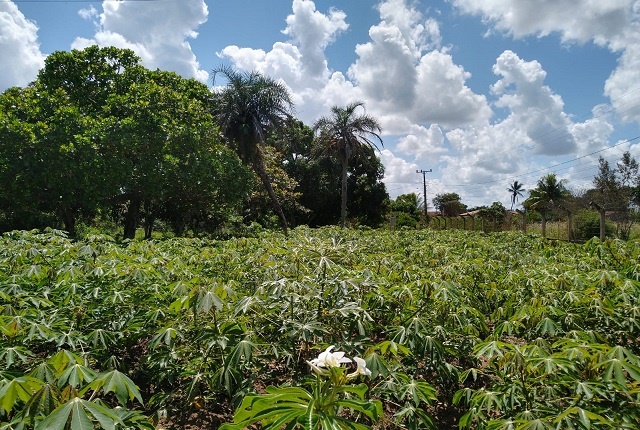 Agricultura de Feira de Santana