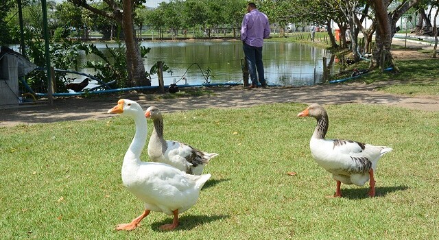 patos - lago dos patos 