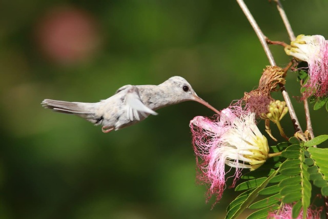 beija-flor é do gênero Chlorestes de cor branca e foi avistado na Estação Veracel