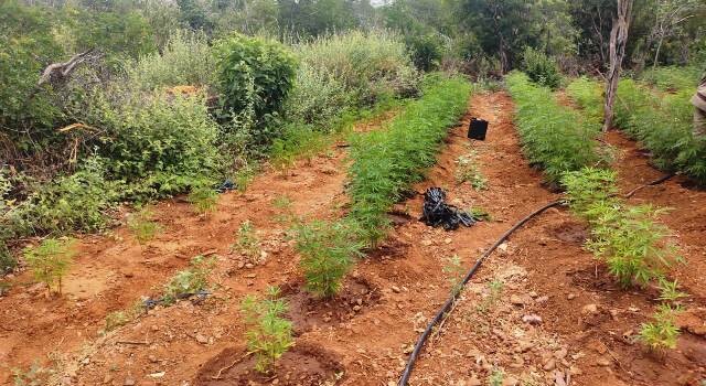 pés de maconha em Curaçá