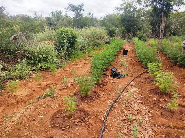 pés de maconha em Curaçá