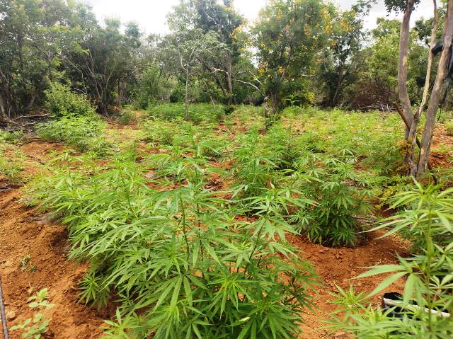 pés de maconha em Curaçá