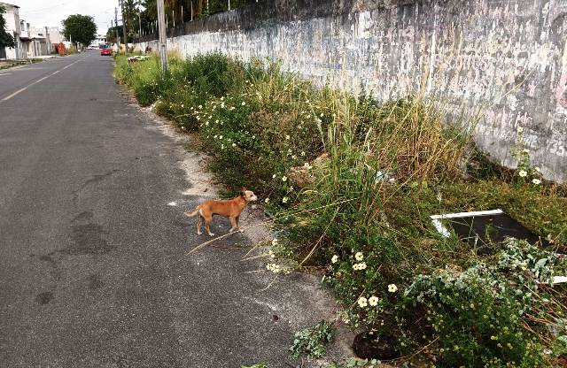 Muro de terreno localizado na Rua Maria Soares Cardoso, no bairro Parque Ipê, está servindo como ponto para o descarte irregular de lixo. (Foto: Paulo José/Acorda Cidade)