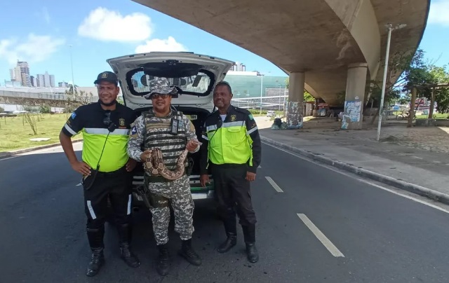 Foto: Divulgação/Guarda Municipal 