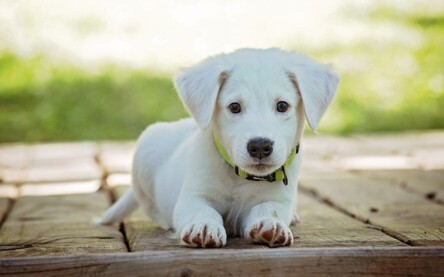 Filhote de cachorro