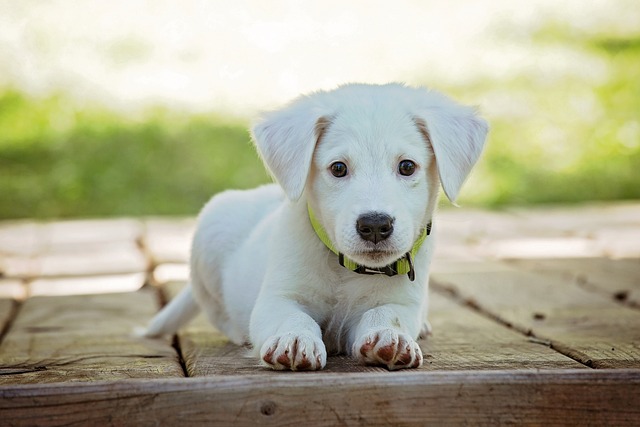 Filhote de cachorro