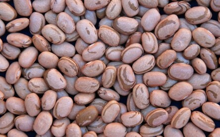 Foto: Sebastião Araújo/Embrapa

