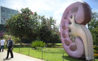 Dia Mundial do Rim