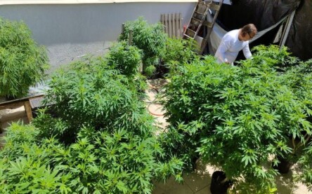 cannabis_ Foto Fábio Carvalho