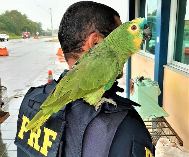 Papagaios são resgatados pela PRF na BR 116 em Feira de Santana