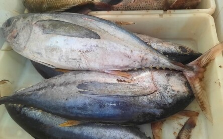 Comerciantes mantém boas expectativas para vendas de peixes na Semana Santa
