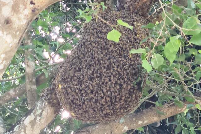 enxame de abelhas_ praça morada das arvores_ foto leitor acorda cidade