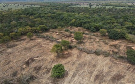 Ibama, área de caatinga devastada