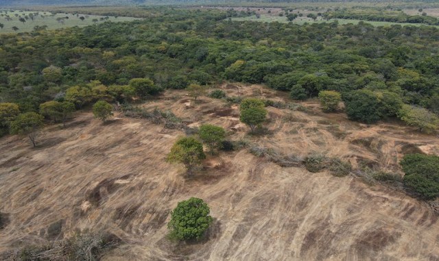 Ibama, área de caatinga devastada