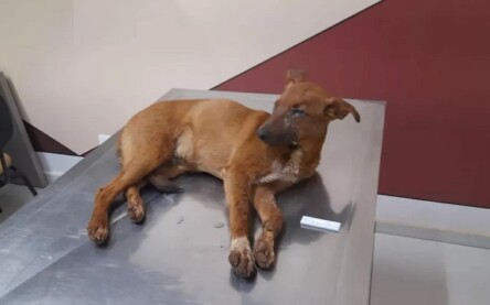 Cachorro doente