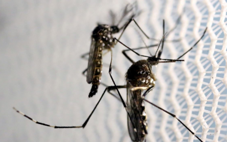Bahia confirma duas mortes por chikungunya