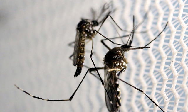 Sétimo óbito por dengue na Bahia: especialista esclarece doença e aponta quais medicamentos podem agravar o quadro