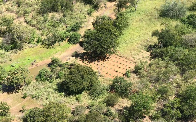 Plantação de Maconha