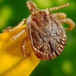 Carrapato-estrela, transmissor da bactéria causadora da Febre Maculosa.