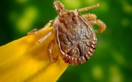 Carrapato-estrela, transmissor da bactéria causadora da Febre Maculosa.