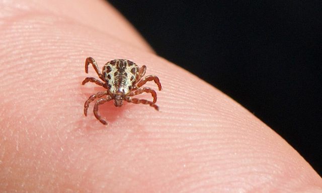 Carrapato-estrela, transmissor da bactéria causadora da Febre Maculosa. Foto: Jerry Kirkhart/Wikimedia