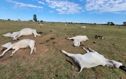 Foto: Divulgação/Iagro