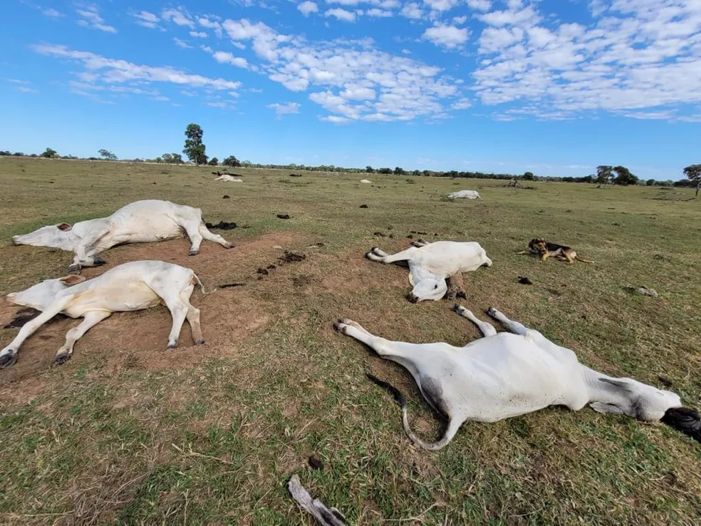 Foto: Divulgação/Iagro