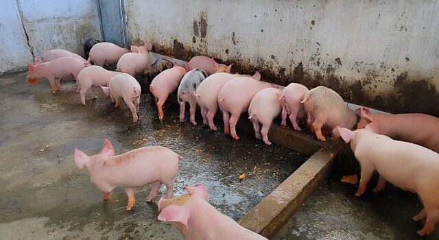 Projeto de Horta no Conjunto Penal de FSA