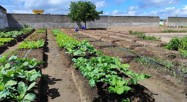 Projeto de Horta no Conjunto Penal de FSA