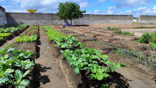 Projeto de Horta no Conjunto Penal de FSA