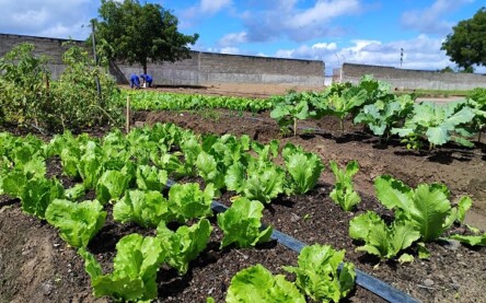 Projeto de Horta no Conjunto Penal de FSA