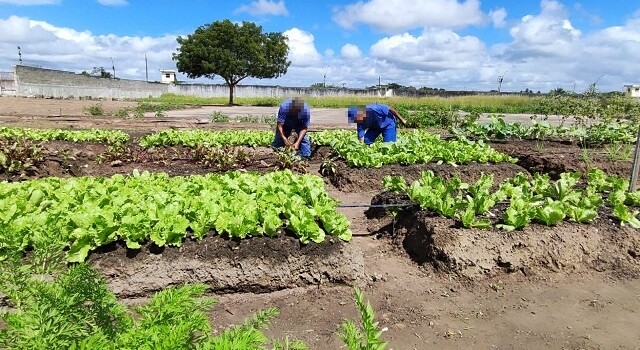 Projeto de Horta no Conjunto Penal de FSA