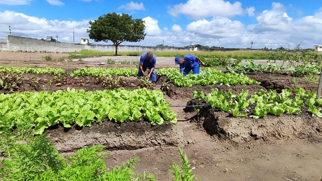 Projeto de Horta no Conjunto Penal de FSA