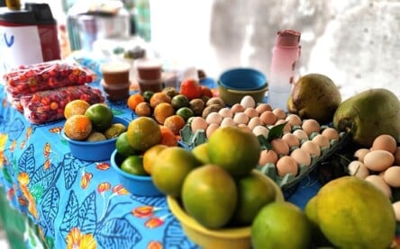 Feira da agricultura familiar - sindicato dos trabalhadores rurais6
