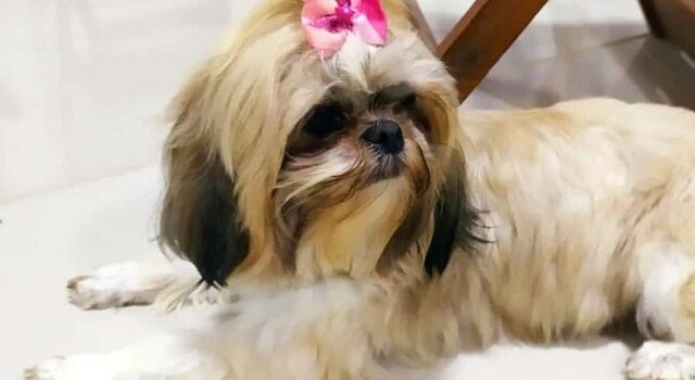 Cadela desaparecida