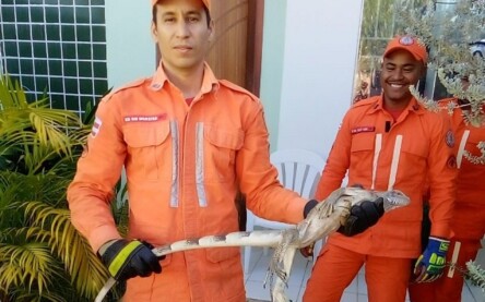 Iguana em Barreiras