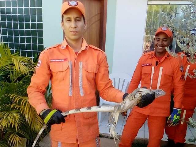 Iguana em Barreiras