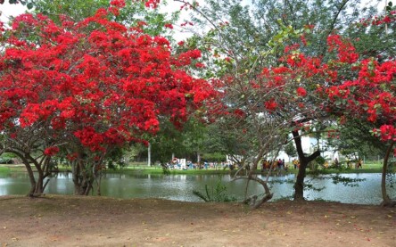 Foto Valdenir Lima