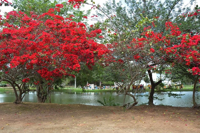 Foto Valdenir Lima