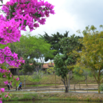 PARQUE-ERIVALDO-CERQUEIRA-FOTO-VALDENIR-LIMA