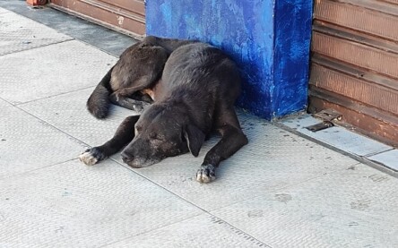 Animais abandonados no Jomafa ft Ed Santos Acorda Cidade2