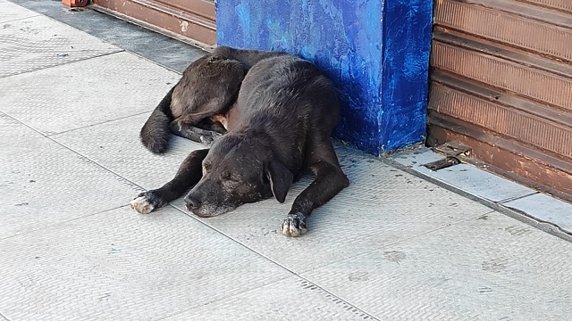 Animais abandonados no Jomafa ft Ed Santos Acorda Cidade2