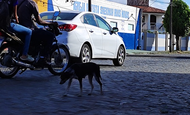 Animais abandonados no Jomafa ft Ed Santos Acorda Cidade2