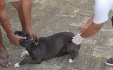 vacinação antirrabic