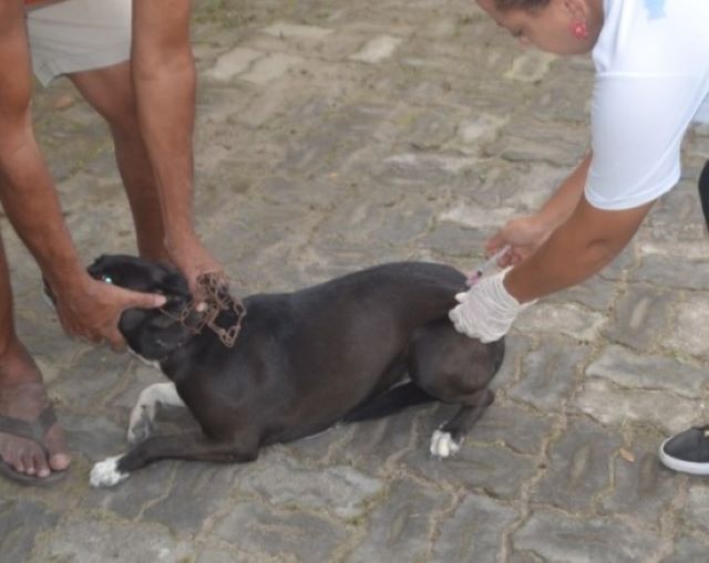 vacinação antirrabic